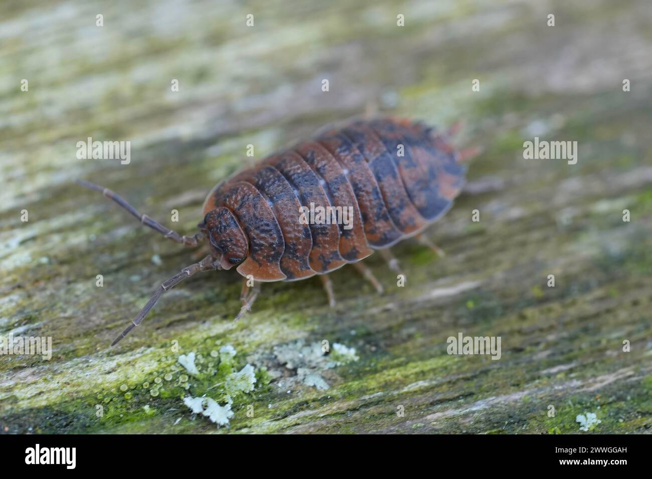 Gros plan détaillé sur un woudlouse rugueuse de couleur rouge anormale, Porcellio scaber Banque D'Images