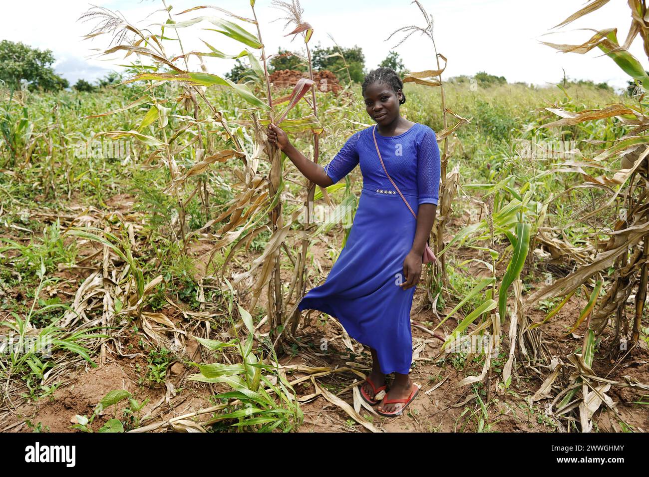 La championne des jeunes climatiques Mtisunge Kadambo avec une récolte de maïs ratée dans le district de Balaka au Malawi. Trocaire forme les agriculteurs à de nouvelles cultures diverses qui peuvent tolérer les conditions météorologiques extrêmes un peu plus que le maïs. Date de la photo : mercredi 6 mars 2024. Banque D'Images