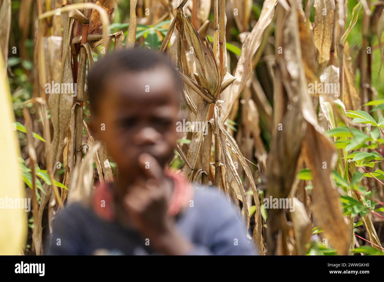 Des récoltes ratées sont observées derrière un garçon du village de Manduwasa, dans la région de Machinga au Malawi. Date de la photo : lundi 4 mars 2024. Banque D'Images