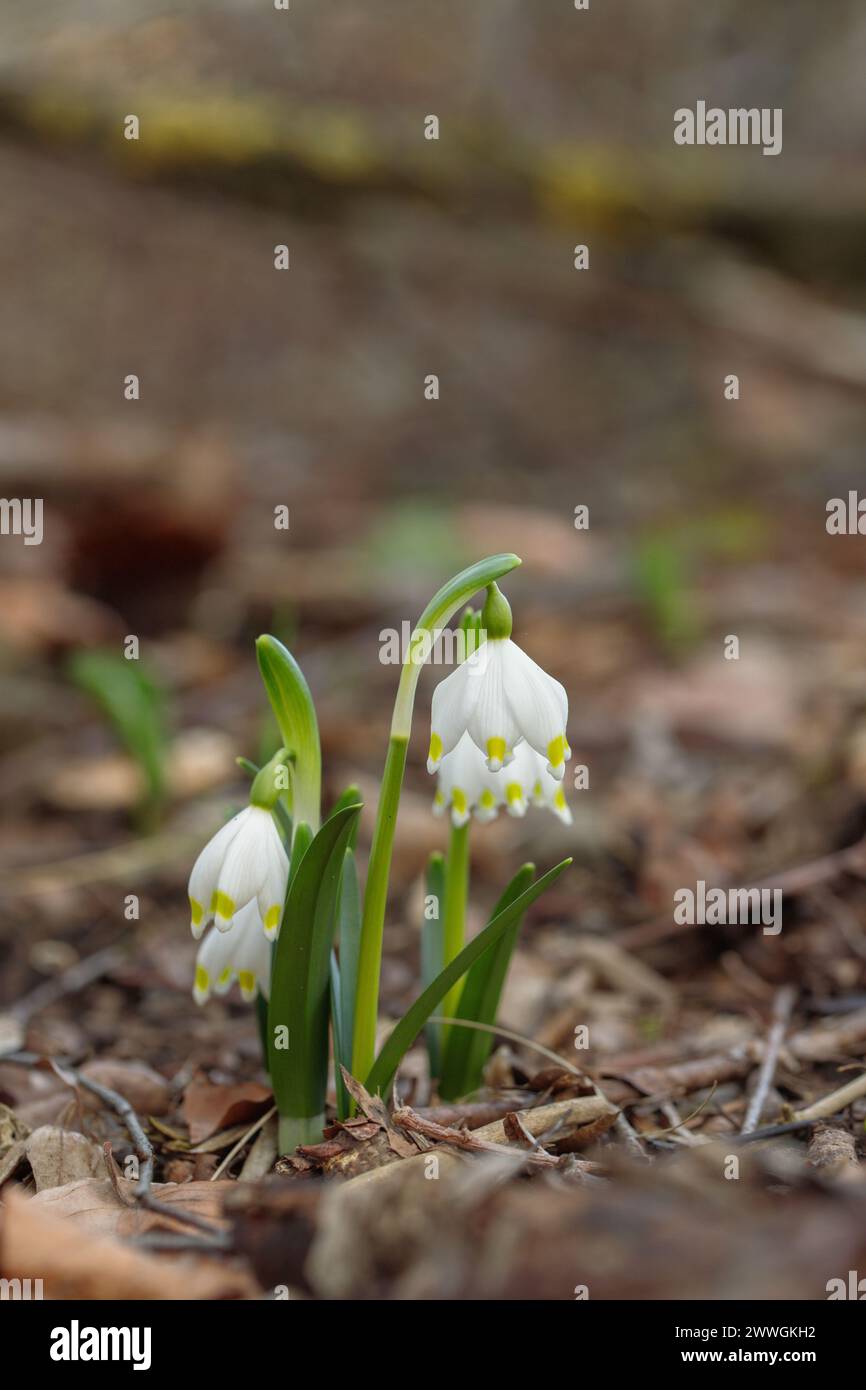 Flocon de neige sauvage de printemps (Leucojum vernum). Banque D'Images