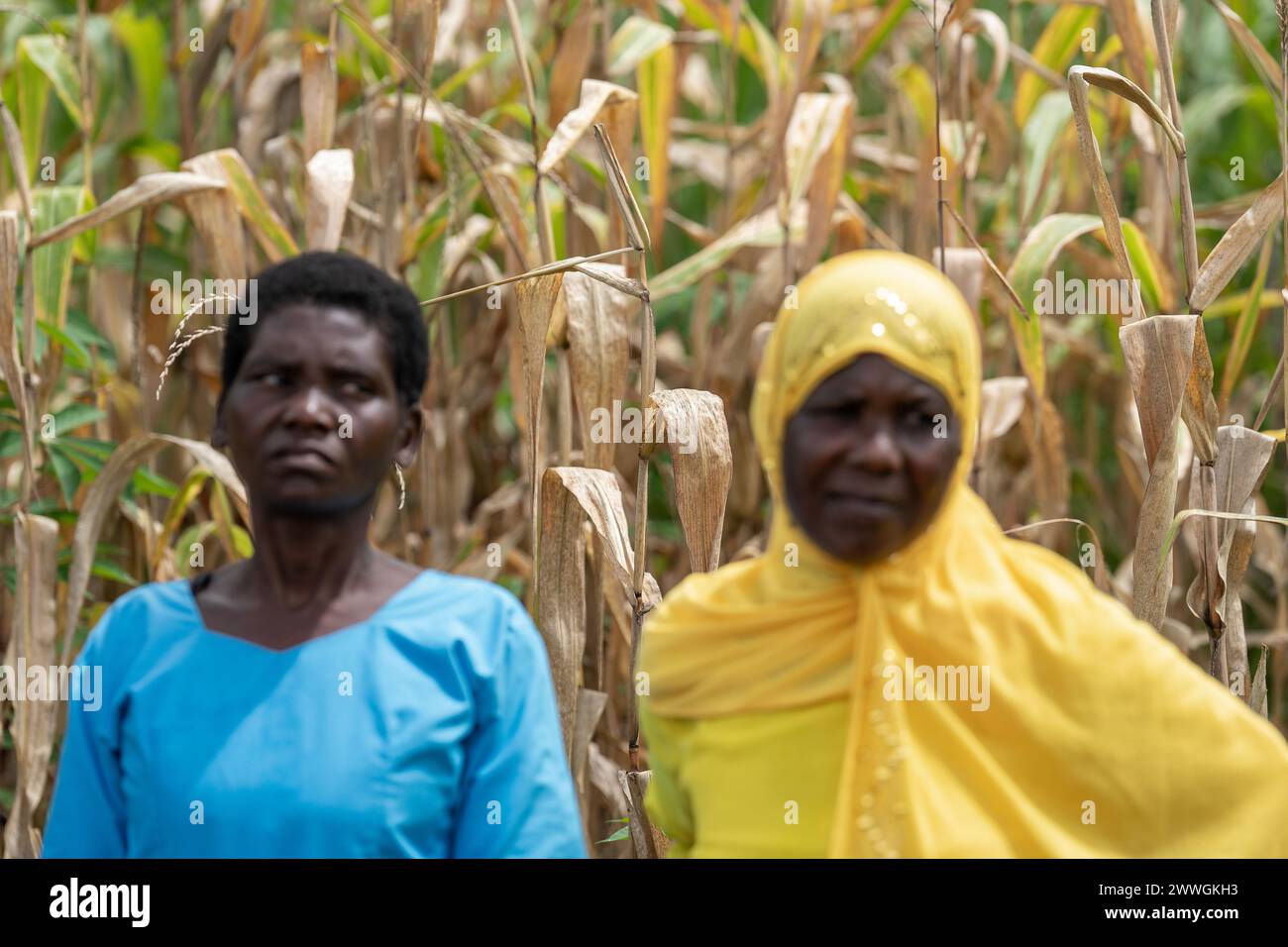 Les mauvaises récoltes sont observées derrière des femmes du village de Manduwasa, dans la région de Machinga, au Malawi. Date de la photo : lundi 4 mars 2024. Banque D'Images
