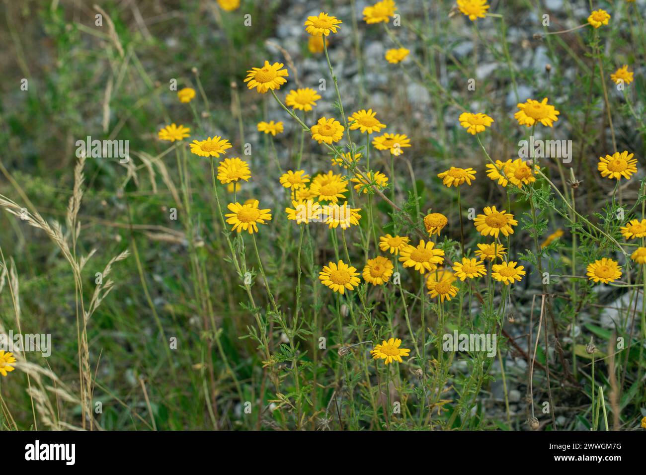 marguerite jaune de croissance sauvage (Anthemis tinctoria). Banque D'Images