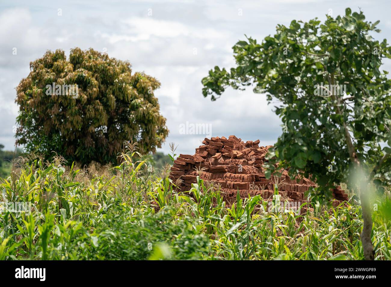 Briques empilées pour sécher au soleil pour une future construction dans le district de Balaka au Malawi. Peter Chimangeni, du Département des affaires de gestion des catastrophes du gouvernement malawien, a déclaré que sur les 100 000 maisons détruites lors du cyclone Freddy en mars dernier, seulement 300 ont été reconstruites. Date de la photo : mercredi 6 mars 2024. Banque D'Images