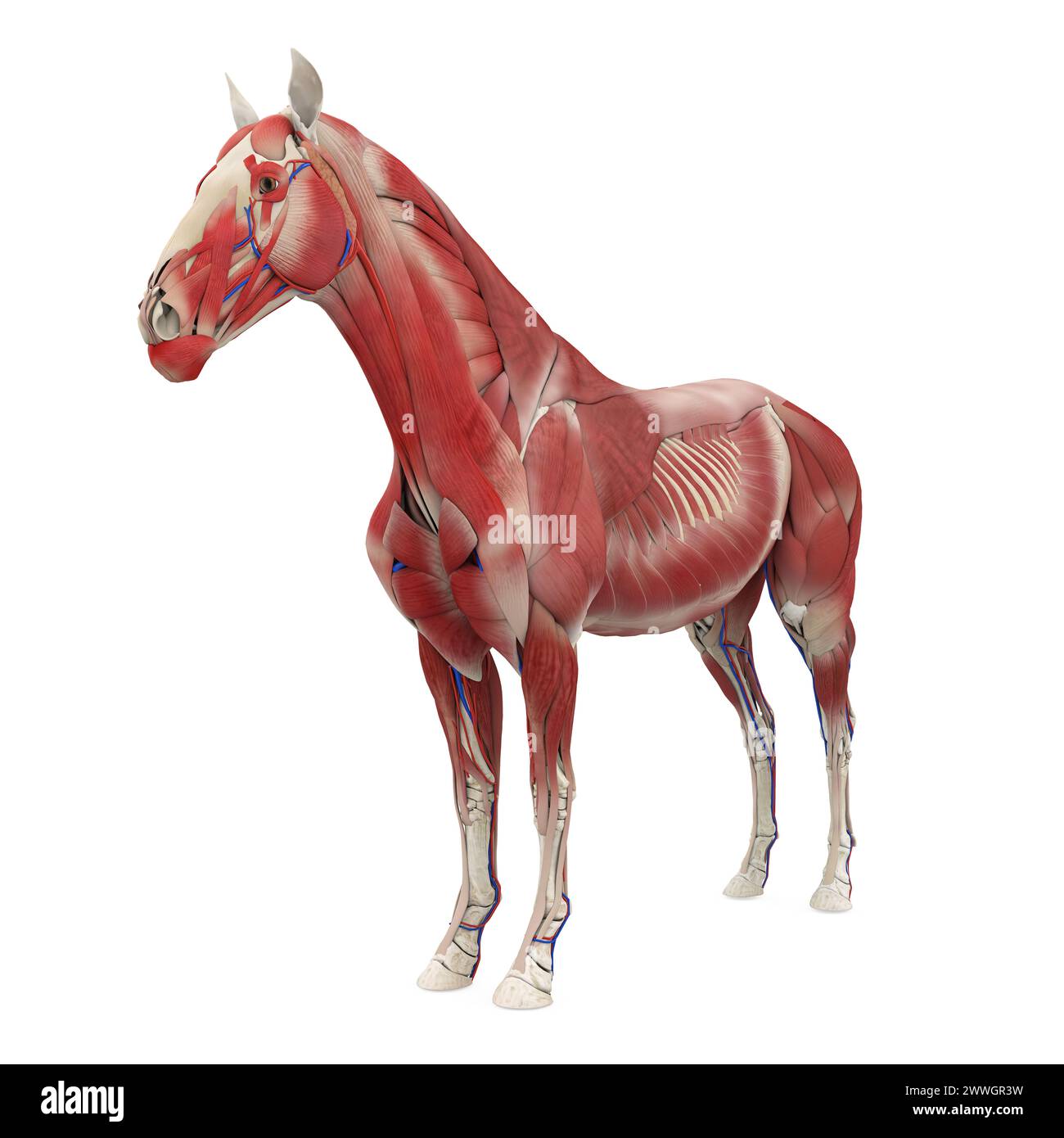 Système musculaire d'anatomie du cheval Banque D'Images