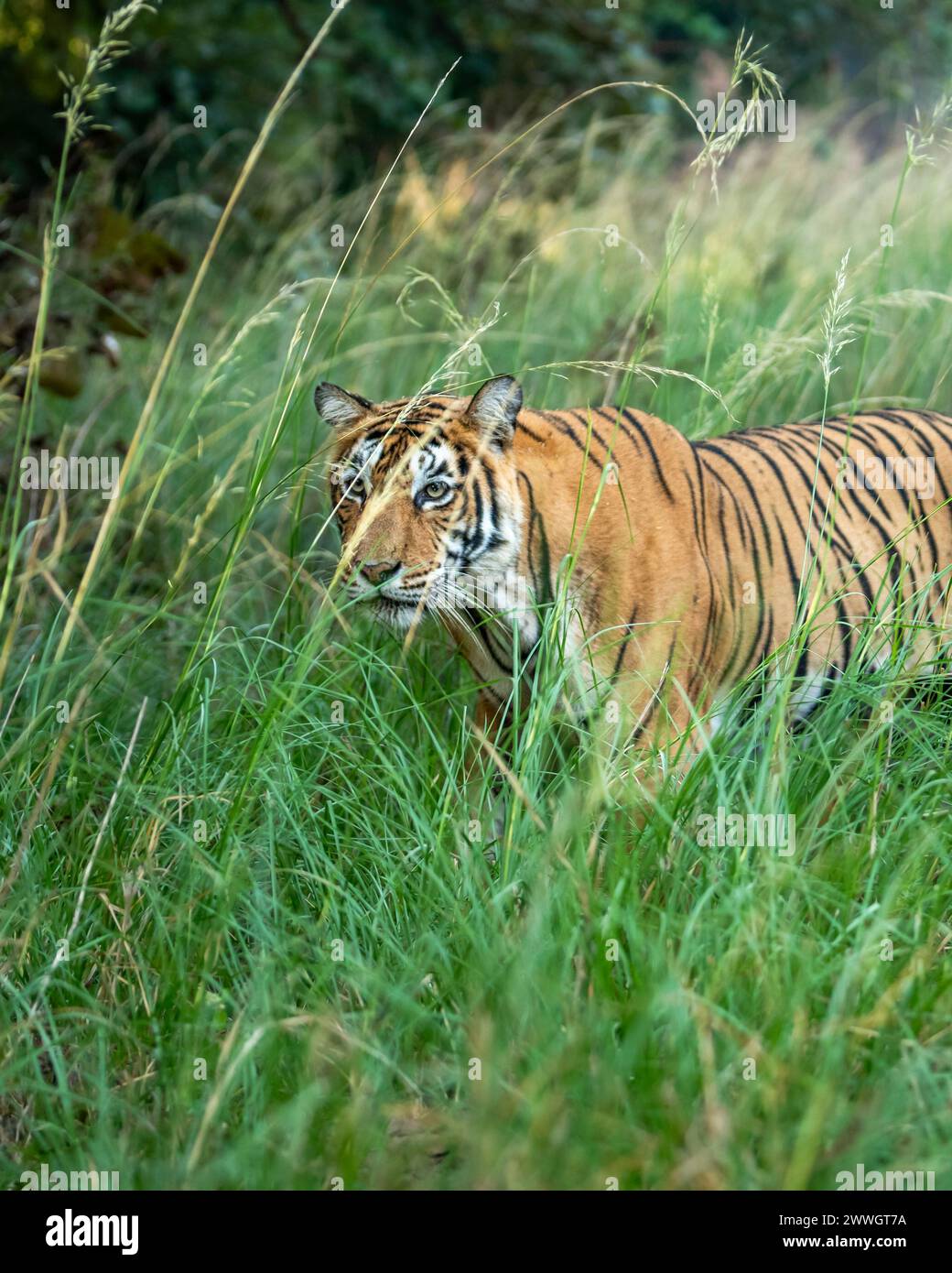 Femelle sauvage indienne tigresse tigresse tigre du bengale panthera tigris camouflage dans l'herbe verte naturelle en hiver safari au parc national de ranthambore inde Banque D'Images