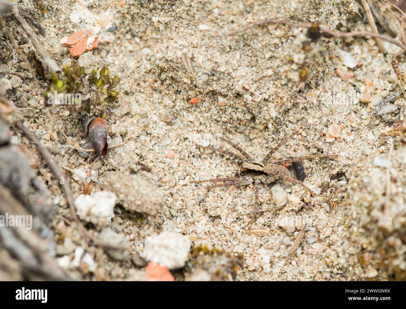 Araignée-loup brûlée (Xerolycosa nemoralis) Banque D'Images