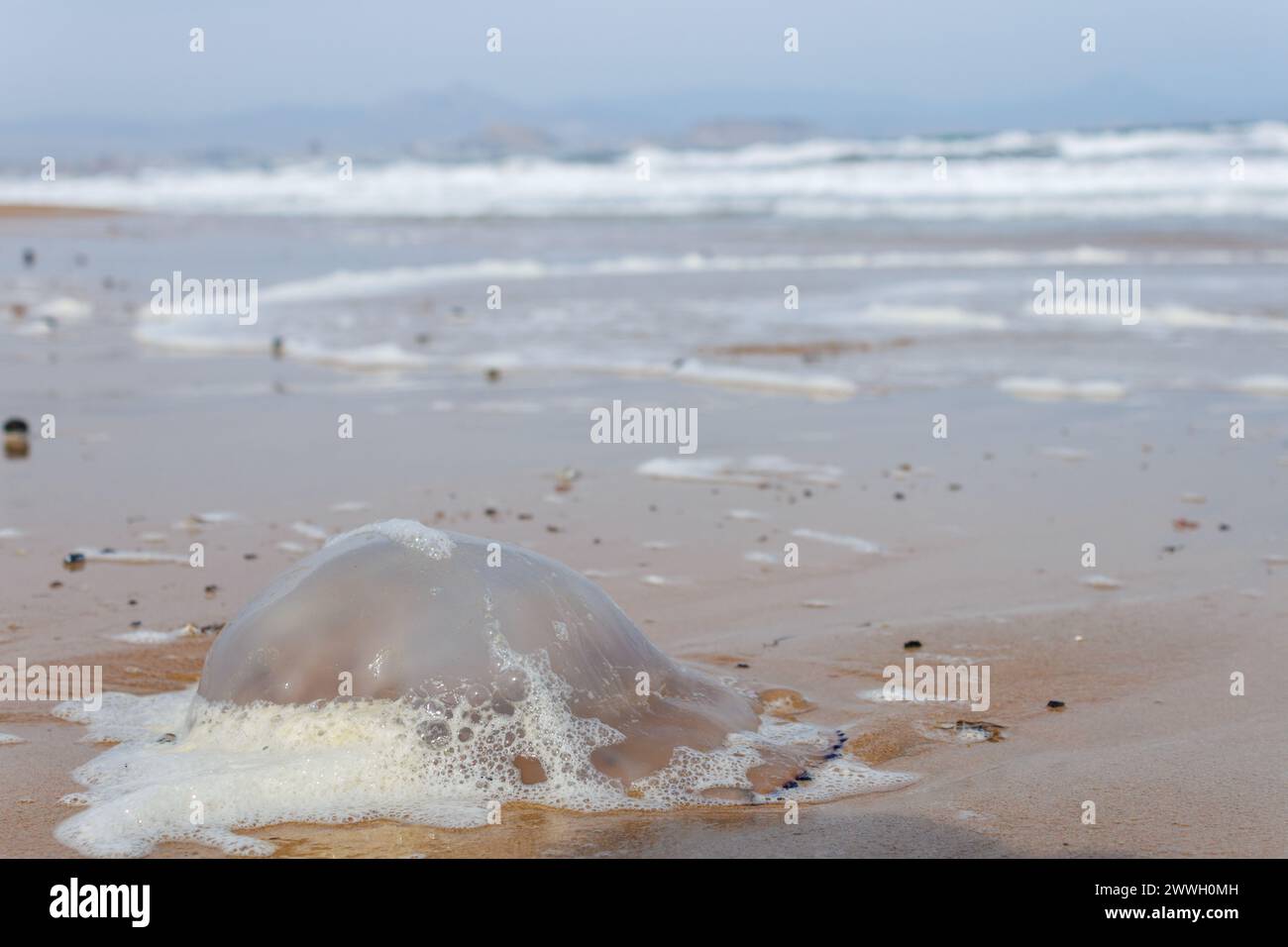 Grandes méduses sur le sable lors d'une tempête sur la plage d'El Altet, Espagne Banque D'Images