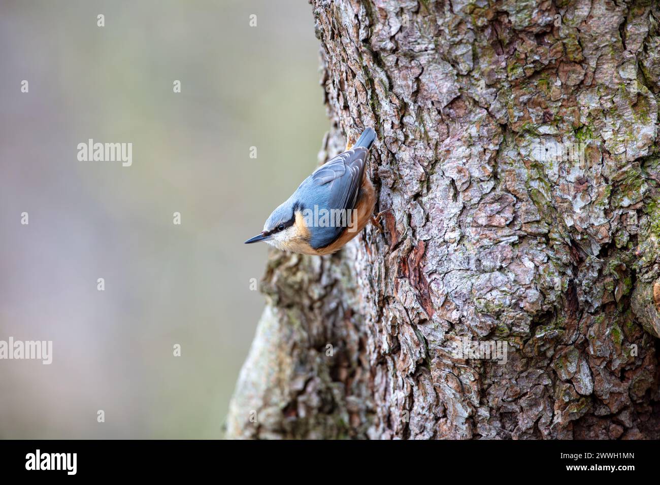 Une Nuthatch commune grimpant un tronc d'arbre. Comté de Durham, Angleterre, Royaume-Uni. Banque D'Images
