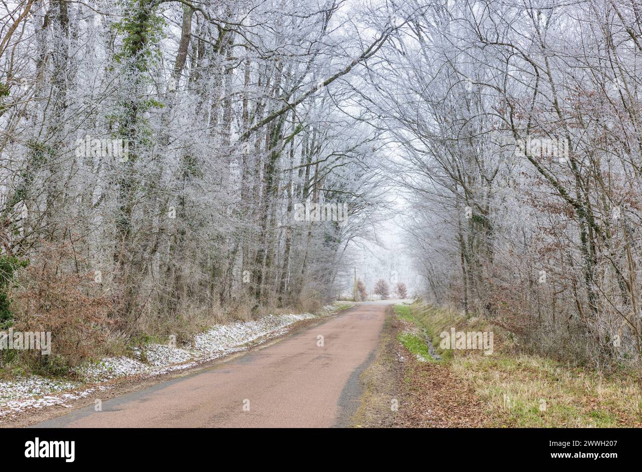 Forêt gelée, Loiret, France Banque D'Images