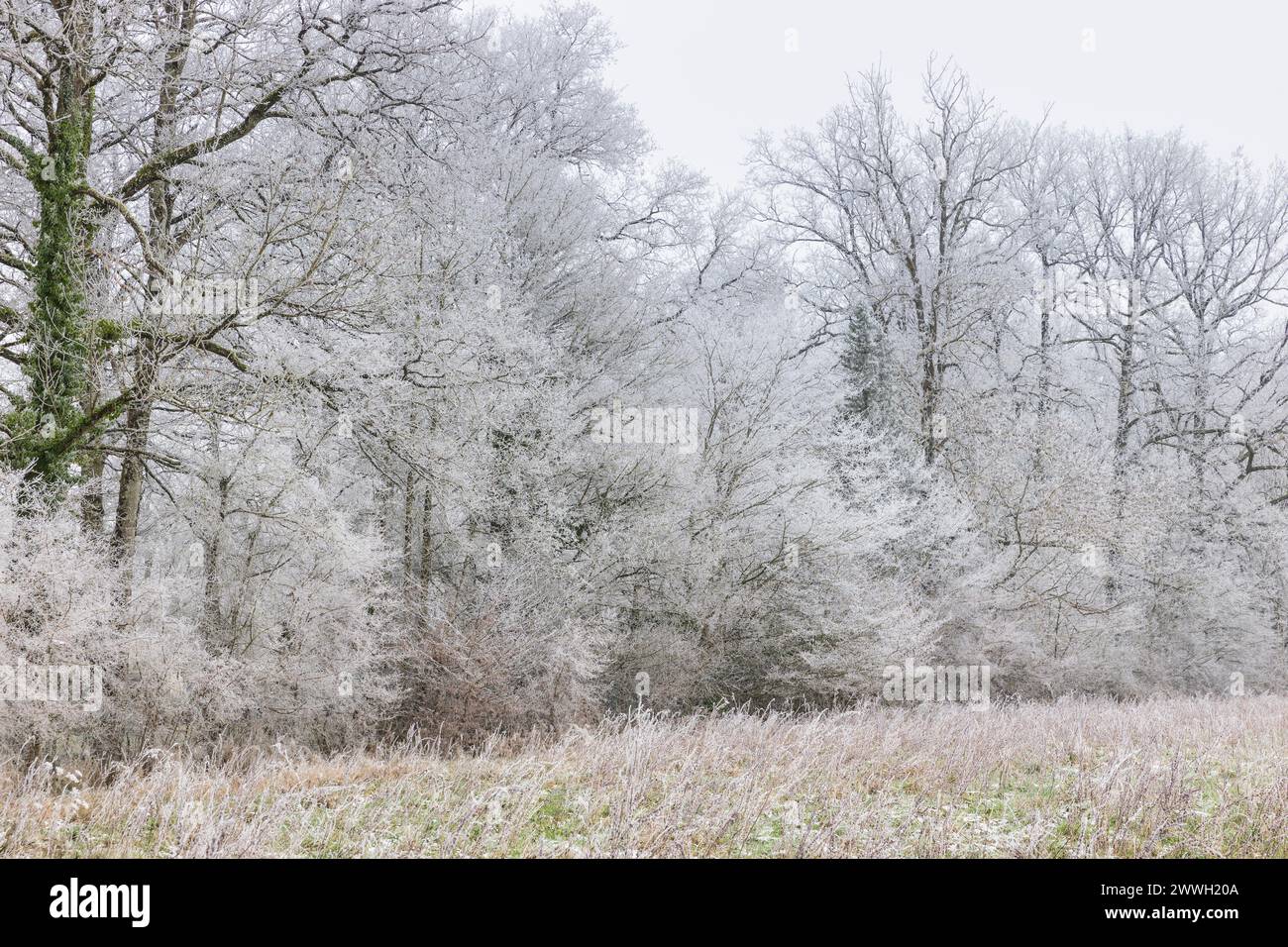 Forêt gelée, Loiret, France Banque D'Images