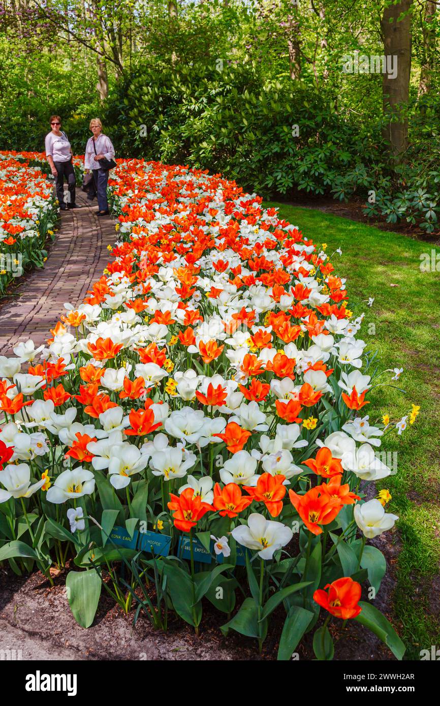 Fleurs de tulipes orange (« Orange Empereur ») et blanches affichées en rangées courbes fleurissant dans les jardins de Keukenhof, lisse, Hollande au printemps Banque D'Images