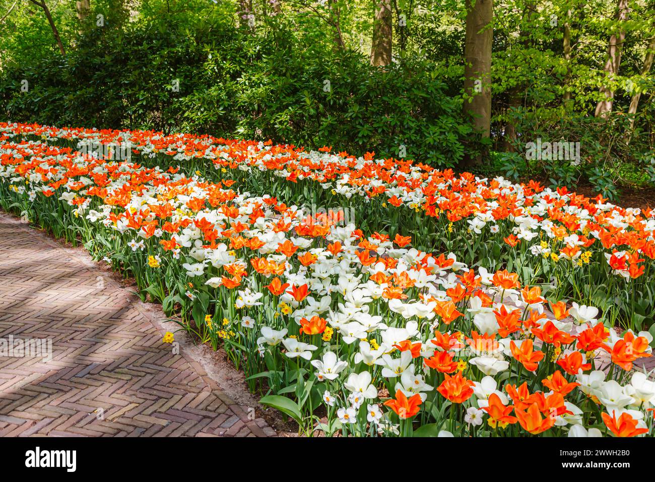 Fleurs de tulipes orange (« Orange Empereur ») et blanches affichées en rangées courbes fleurissant dans les jardins de Keukenhof, lisse, Hollande au printemps Banque D'Images