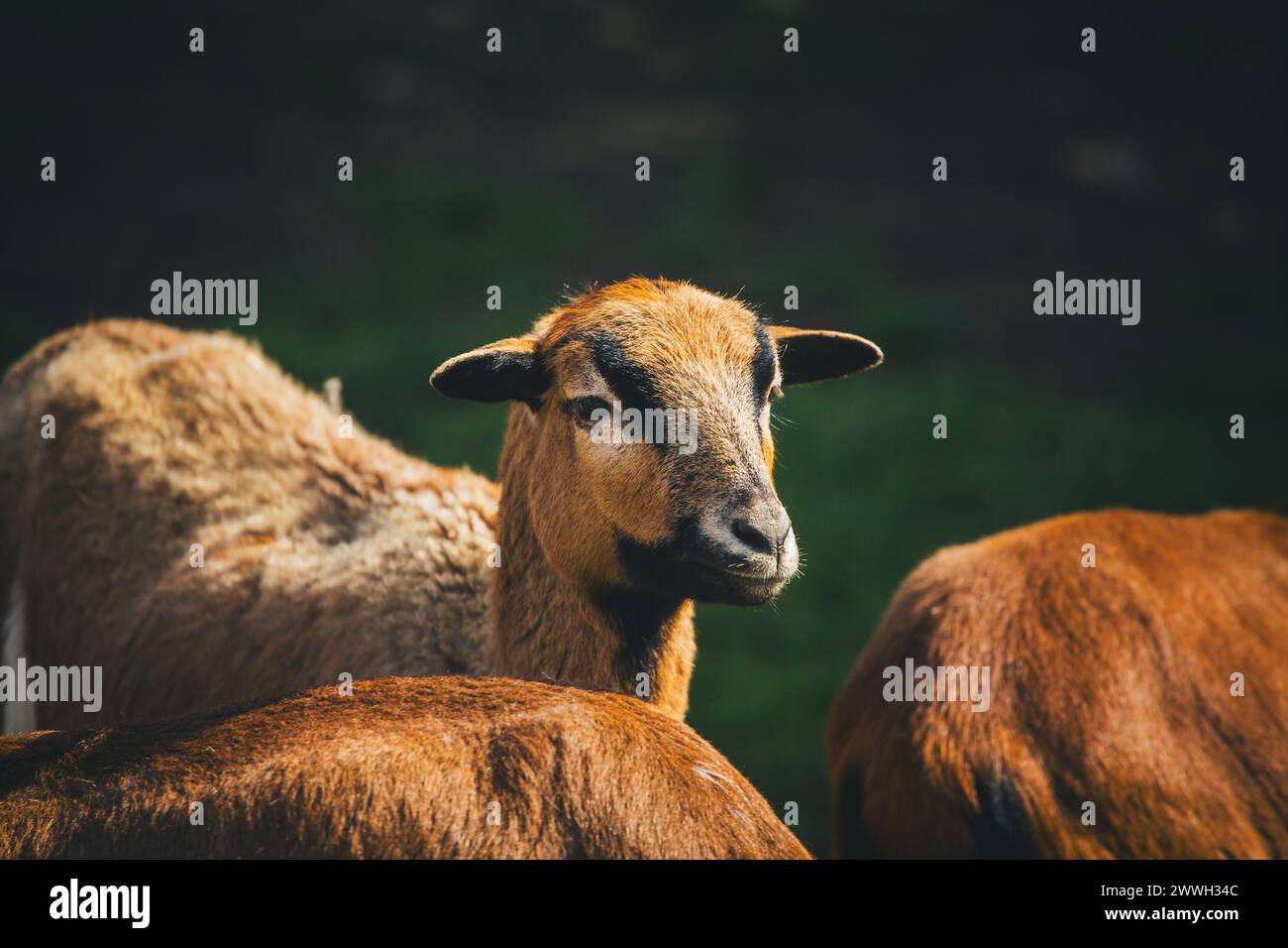 Moutons du Cameroun Banque D'Images