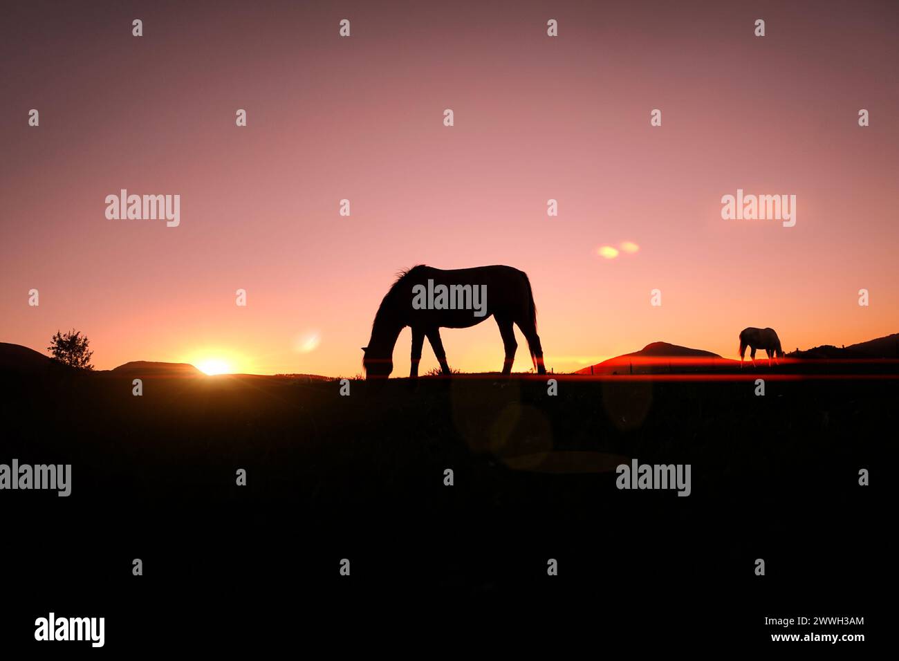 cheval pâturant dans la prairie et coucher de soleil fond en été Banque D'Images