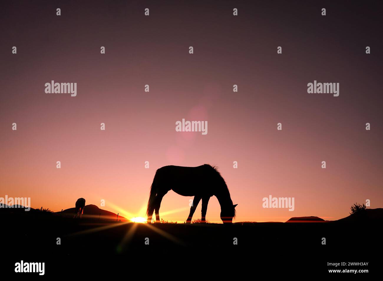 cheval pâturant dans la prairie et coucher de soleil fond en été Banque D'Images