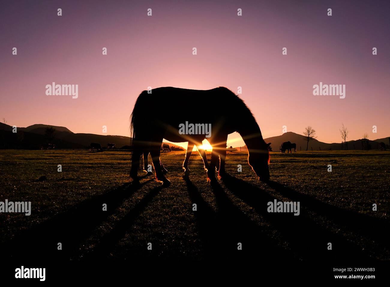 cheval pâturant dans la prairie et coucher de soleil fond en été Banque D'Images