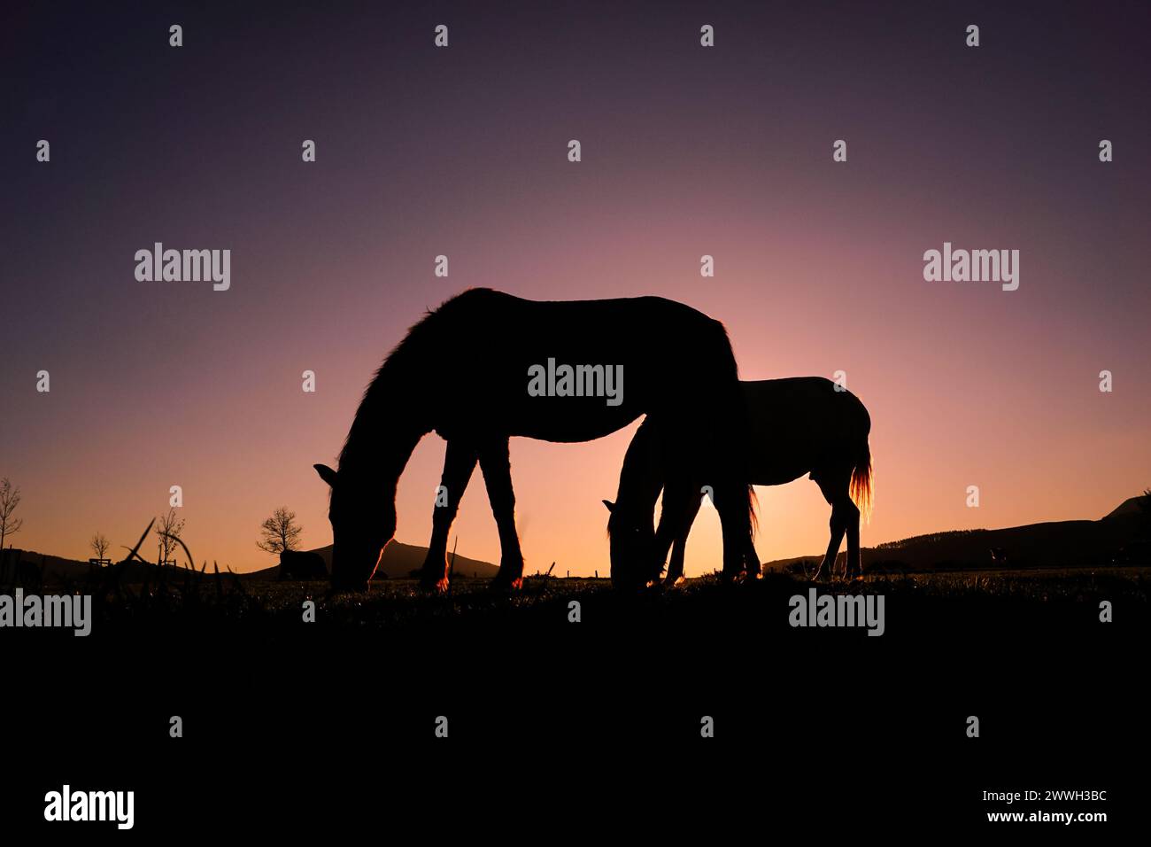 cheval pâturant dans la prairie et coucher de soleil fond en été Banque D'Images