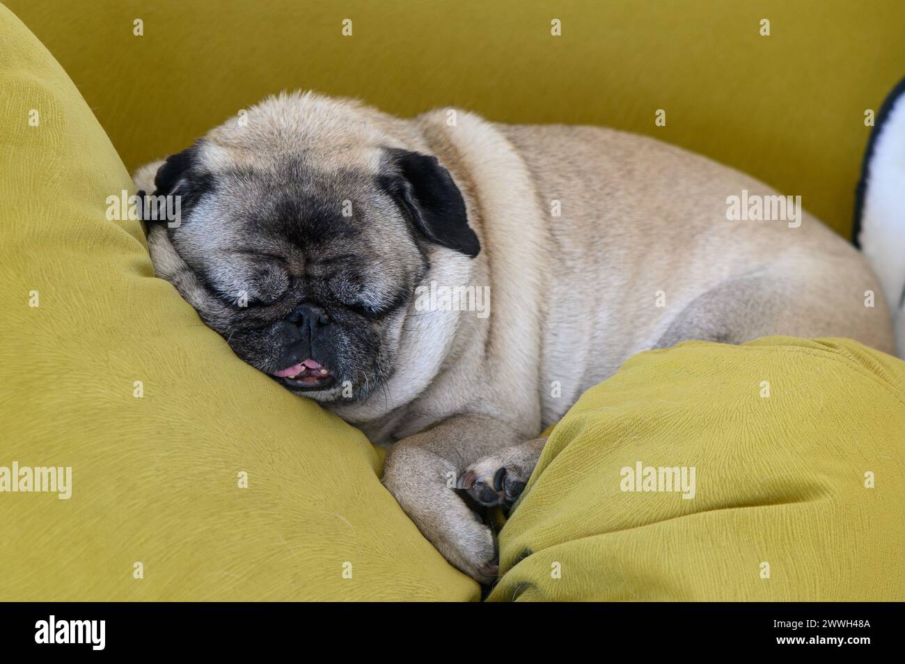 Vieux chien de carlin dormant au soleil. Banque D'Images