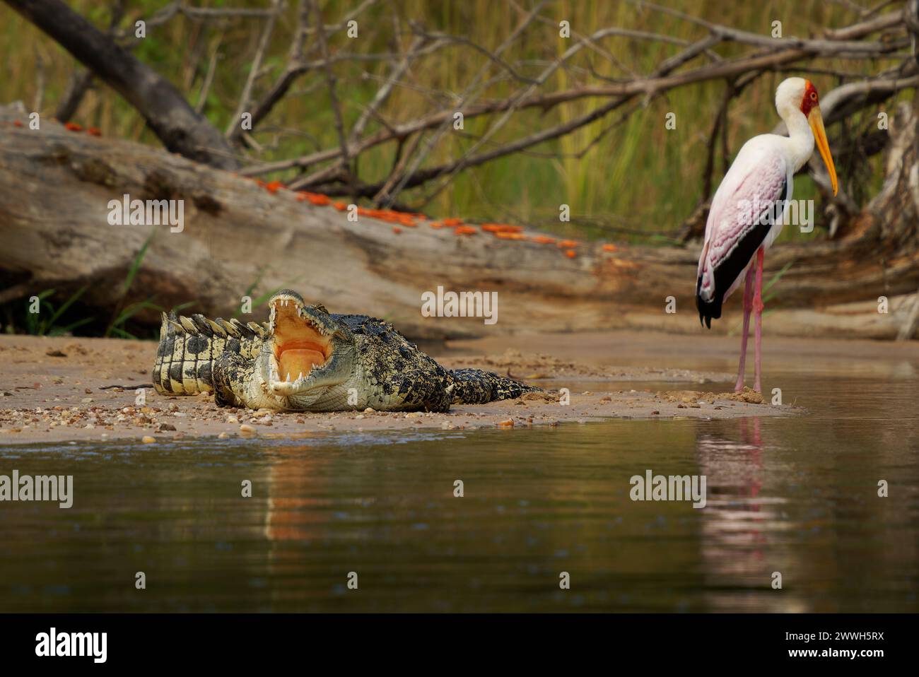 - Le crocodile du Nil Crocodylus niloticus grand natif de crocodiliens dans les habitats d'eau douce en Afrique, portant sur le bord de la rivière et de l'ouverture de la bouche avec une grande te Banque D'Images