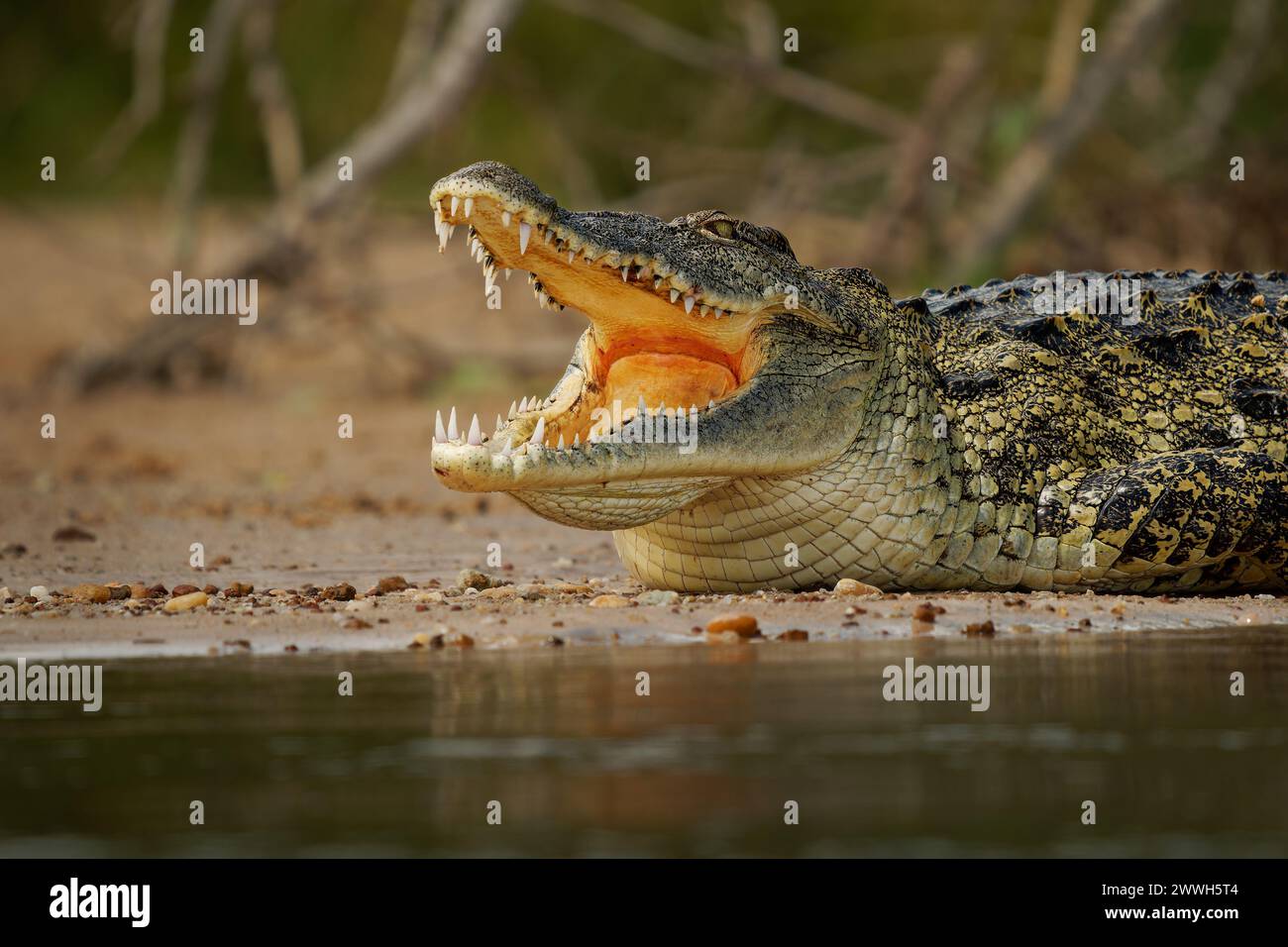 - Le crocodile du Nil Crocodylus niloticus grand natif de crocodiliens dans les habitats d'eau douce en Afrique, portant sur le bord de la rivière et de l'ouverture de la bouche avec une grande te Banque D'Images