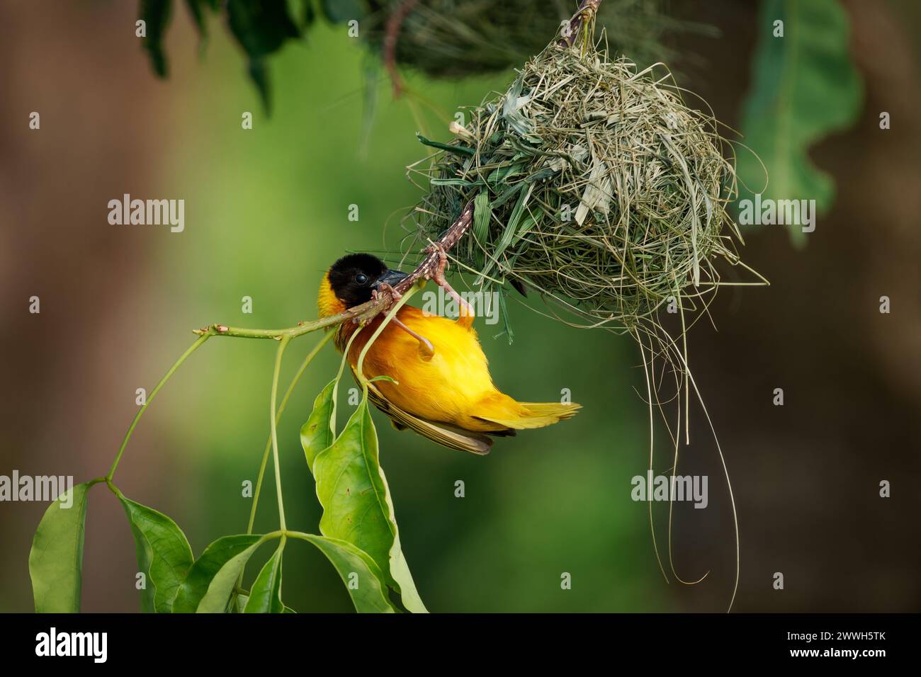 Tisserand à tête noire ou tisserand à dos jaune - Ploceus melanocephalus, oiseau jaune avec la tête noire dans la famille des Ploceidae, construire le nid suspendu à partir de Banque D'Images