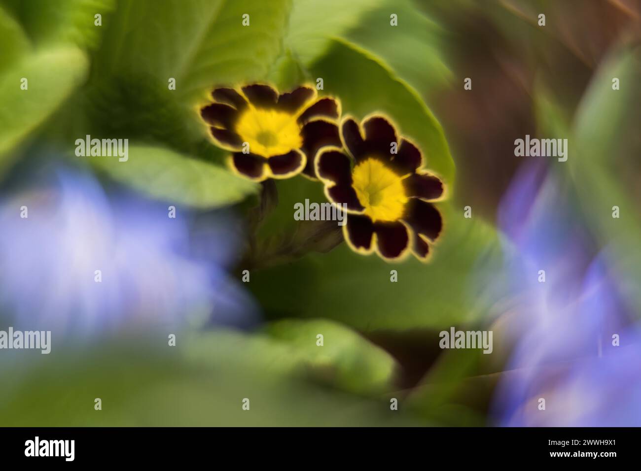 Gros plan de deux fleurs d'une primevère (Primula), pittoresque, impressionniste, Hesse, Allemagne Banque D'Images