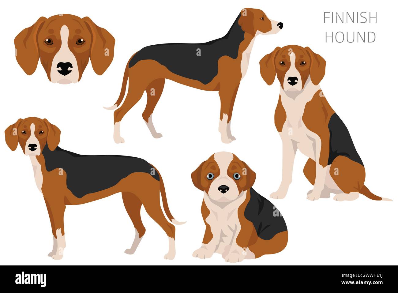 Clique de chien courant finlandais. Différentes couleurs de pelage. Illustration vectorielle Illustration de Vecteur