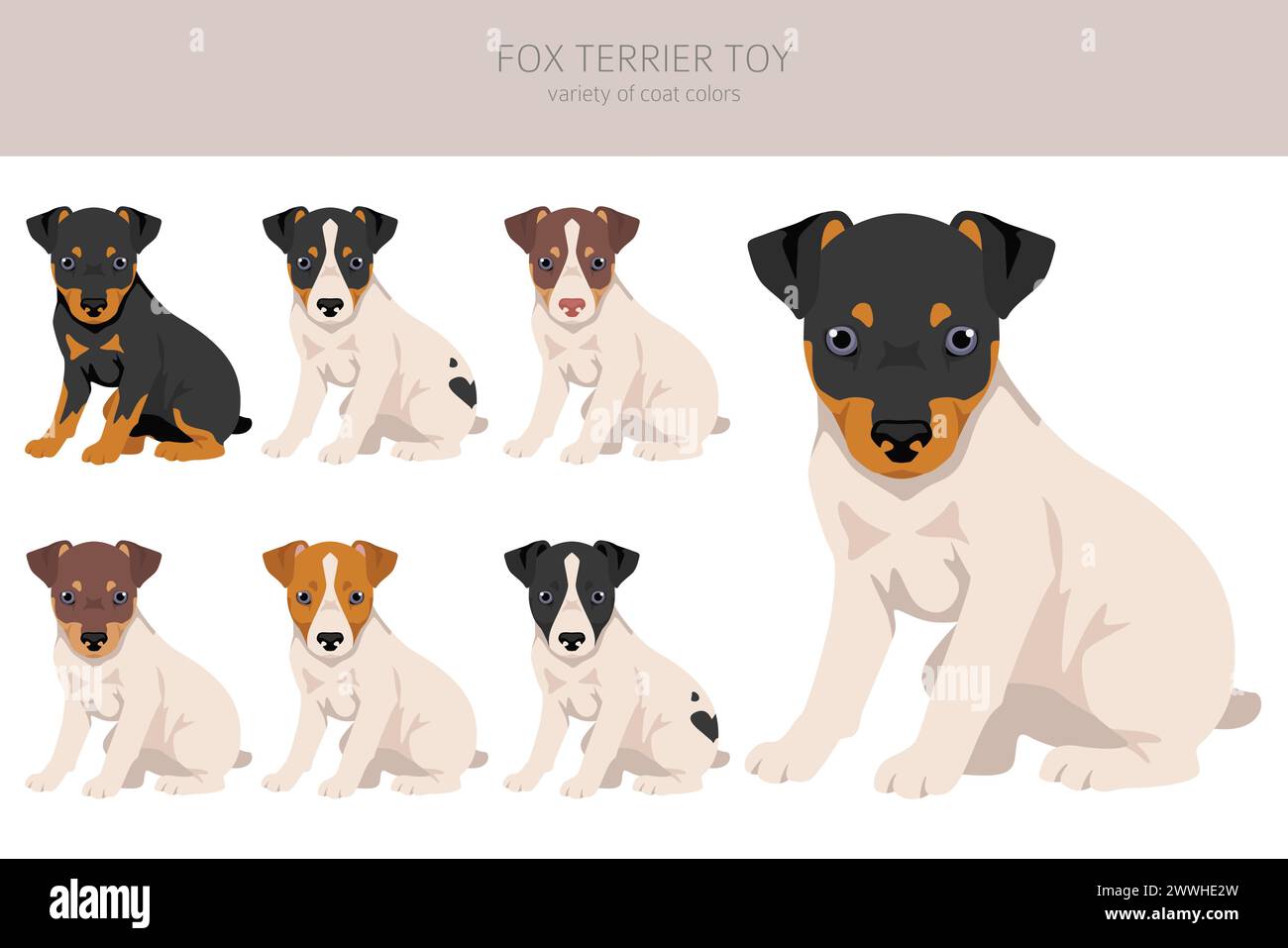 Clipart de chiot jouet Fox terrier. Différentes poses, couleurs de manteau définies. Illustration vectorielle Illustration de Vecteur