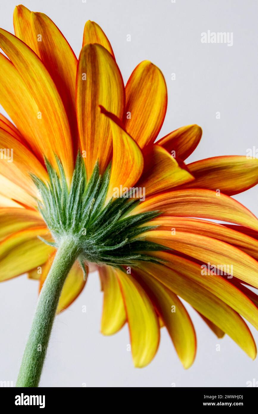 Une Marguerite gerbera orange en pleine fleur Banque D'Images