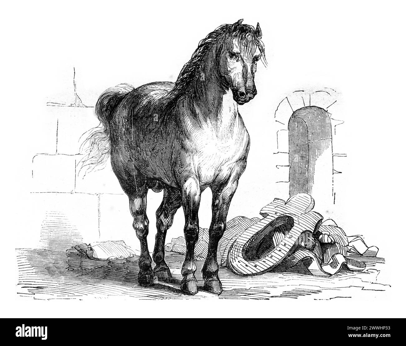 Un cheval de bataille, gravure vintage. Un cheval de bataille, illustration gravée vintage. Magasin pittoresque 1845. Copyright : xZoonar.com/PatrickxGuenettex 1042867 Banque D'Images