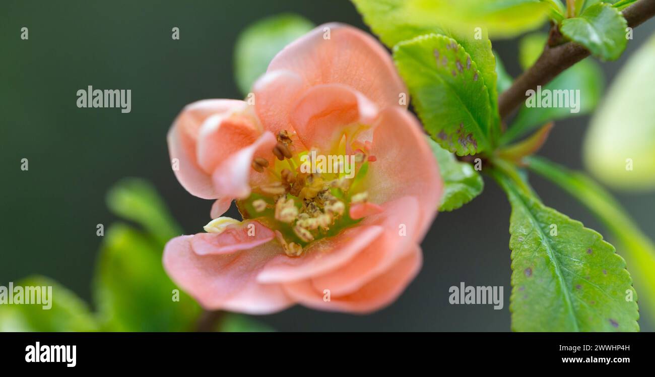 Coing japonais, Chaenomeles speciosa . Banque D'Images