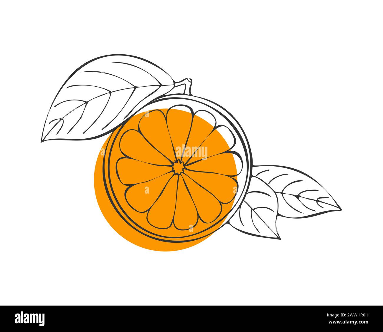 Agrumes Orange fruit, doodle dessiné à la main, fruit orange avec feuille, esquisse de contour avec tache orange, isolé. Illustration vectorielle Illustration de Vecteur
