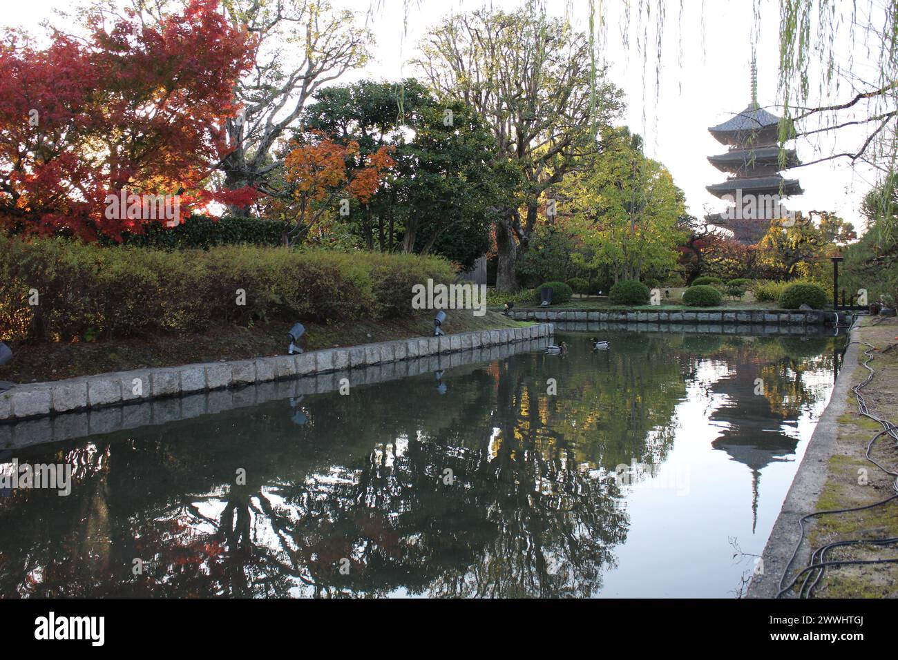 Pagode Toji et feuilles d'automne tôt le matin, à Kyoto, Japon Banque D'Images