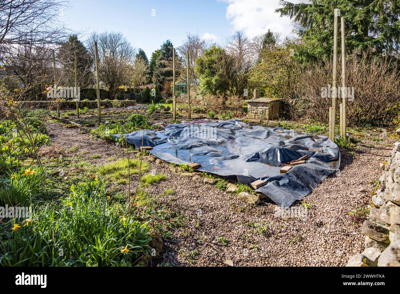 Supprimer la croissance des mauvaises herbes avec du plastique noir peut être appelé paillage en feuille. Efficace et tuant les mauvaises herbes et économise un travail considérable dans le jardin. Banque D'Images