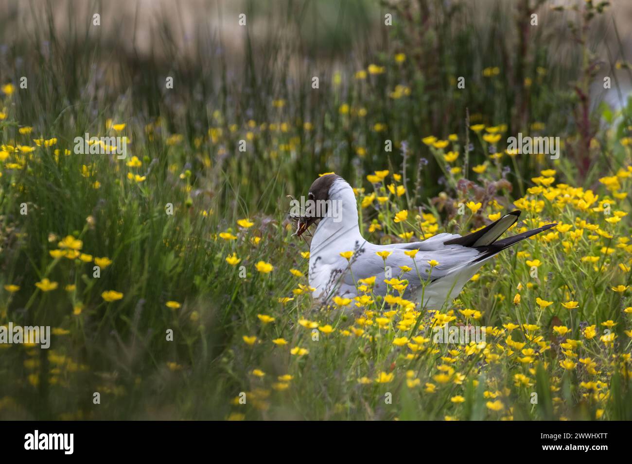 Goéland à tête noire (Chroicocephalus ridibundus) recueillant du matériel de nidification dans une prairie, parmi les herbes hautes et les fleurs jaunes. Banque D'Images