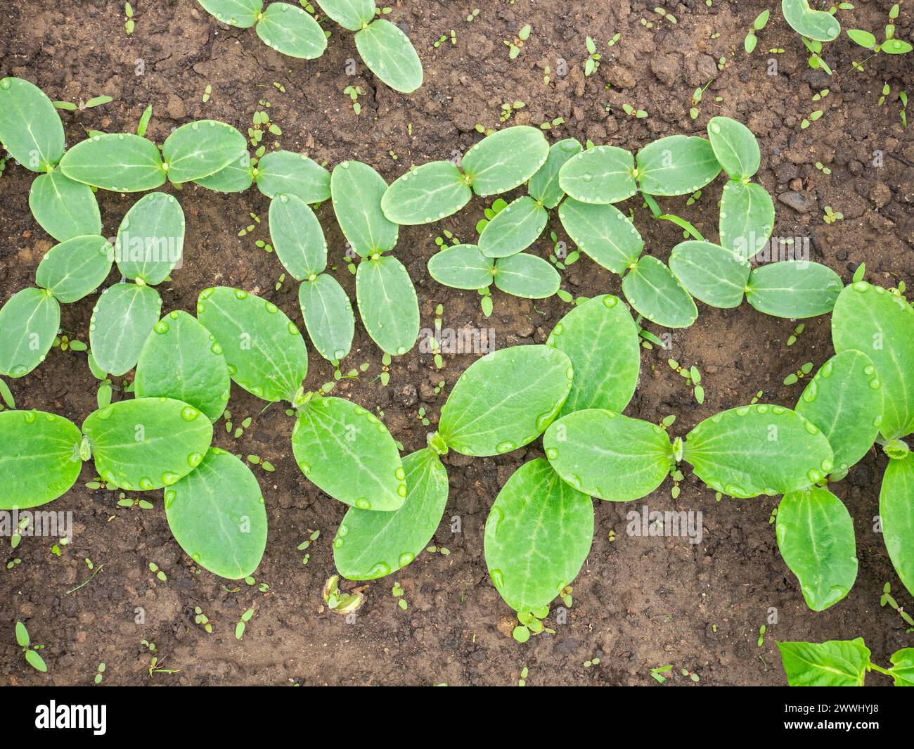 Semer de petites plantes de citrouille sur le sol, des feuilles vertes de cotylédon de semis, gros plan Banque D'Images