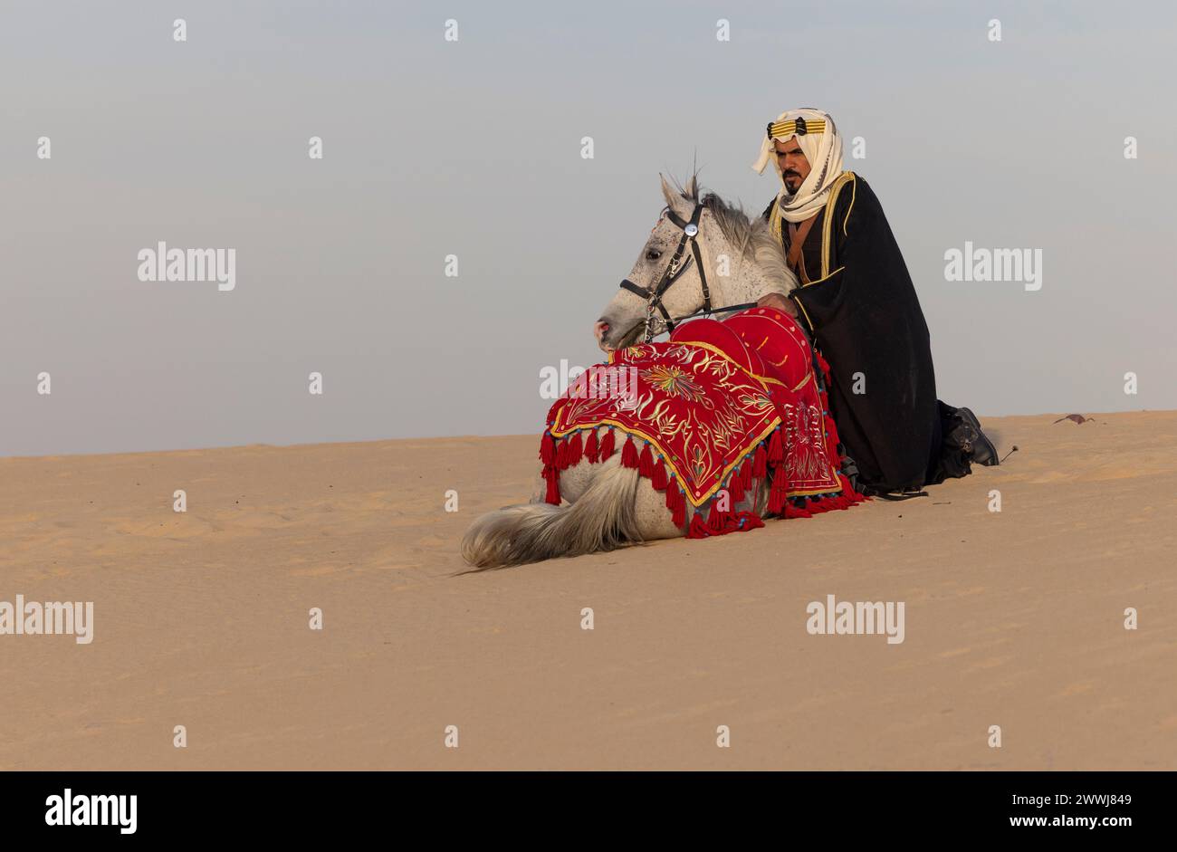 Homme saoudien en vêtements traditionnels avec son étalon blanc Banque D'Images