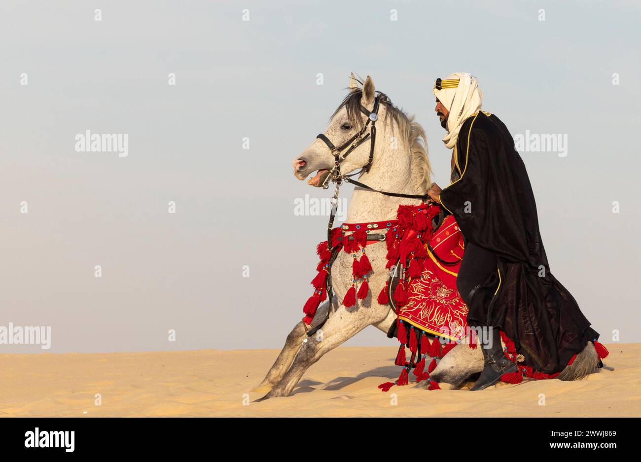 Homme saoudien en vêtements traditionnels avec son étalon blanc Banque D'Images