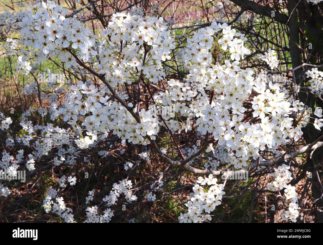 Bradford Pear Tree White Blossoms au début du printemps Banque D'Images