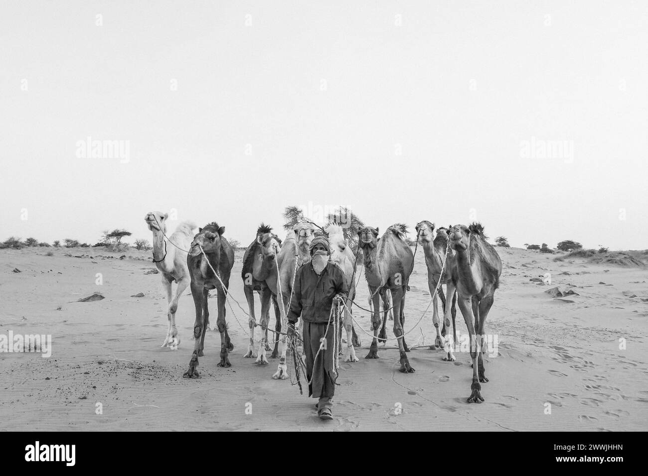 Mauritanie, environs de M'Hareth, balade à dos de chameau, vie quotidienne Banque D'Images