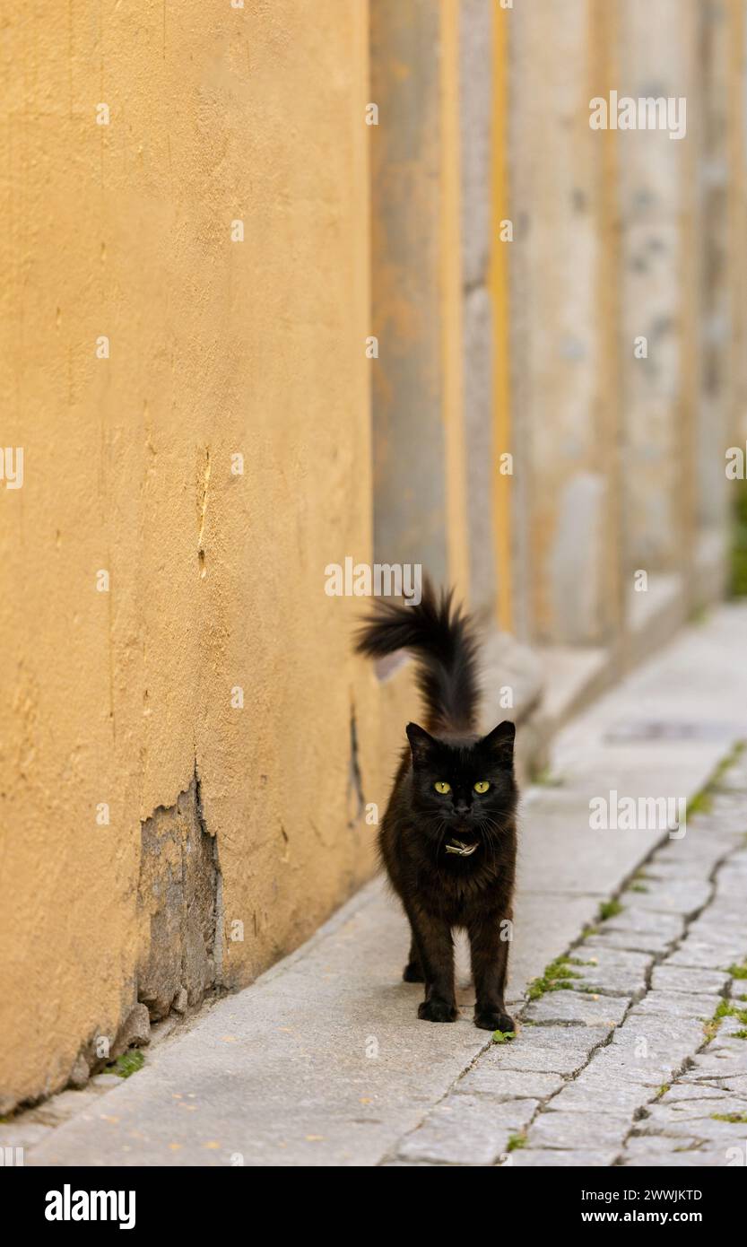 Un chat noir debout dans une ruelle portugaise Banque D'Images
