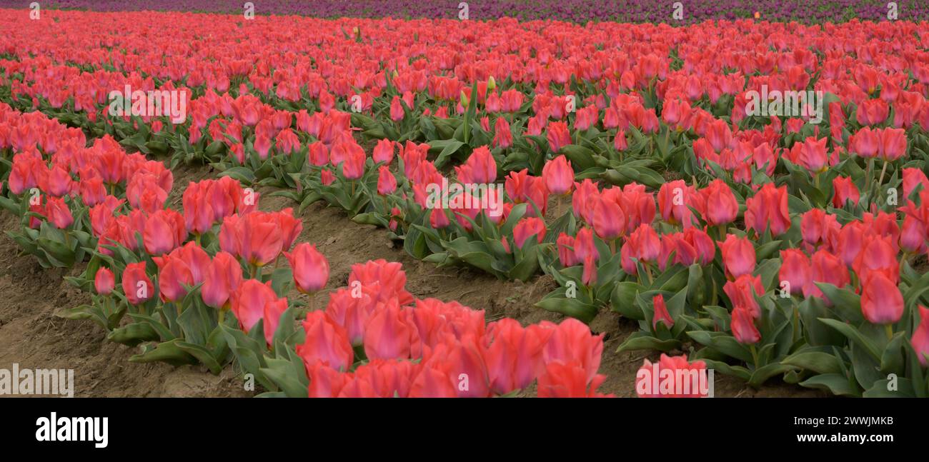 Ferme de tulipes de chaussures en bois à Woodburn, OR Banque D'Images