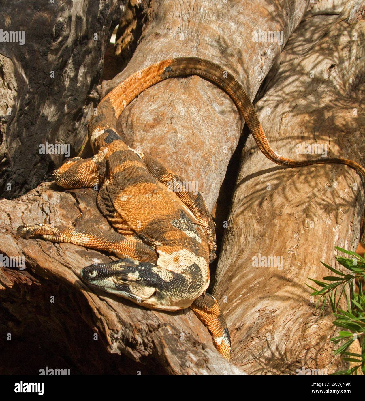 Lézard australien, Lace Monitor / Goanna - Varanus varius 'forme de cloches' sur une bûche Banque D'Images