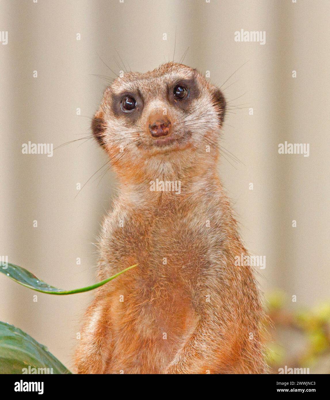 Portrait de suricate africaine, Suricata suricatta, haut du corps et visage de l'animal avec une expression perplexe regardant la caméra Banque D'Images