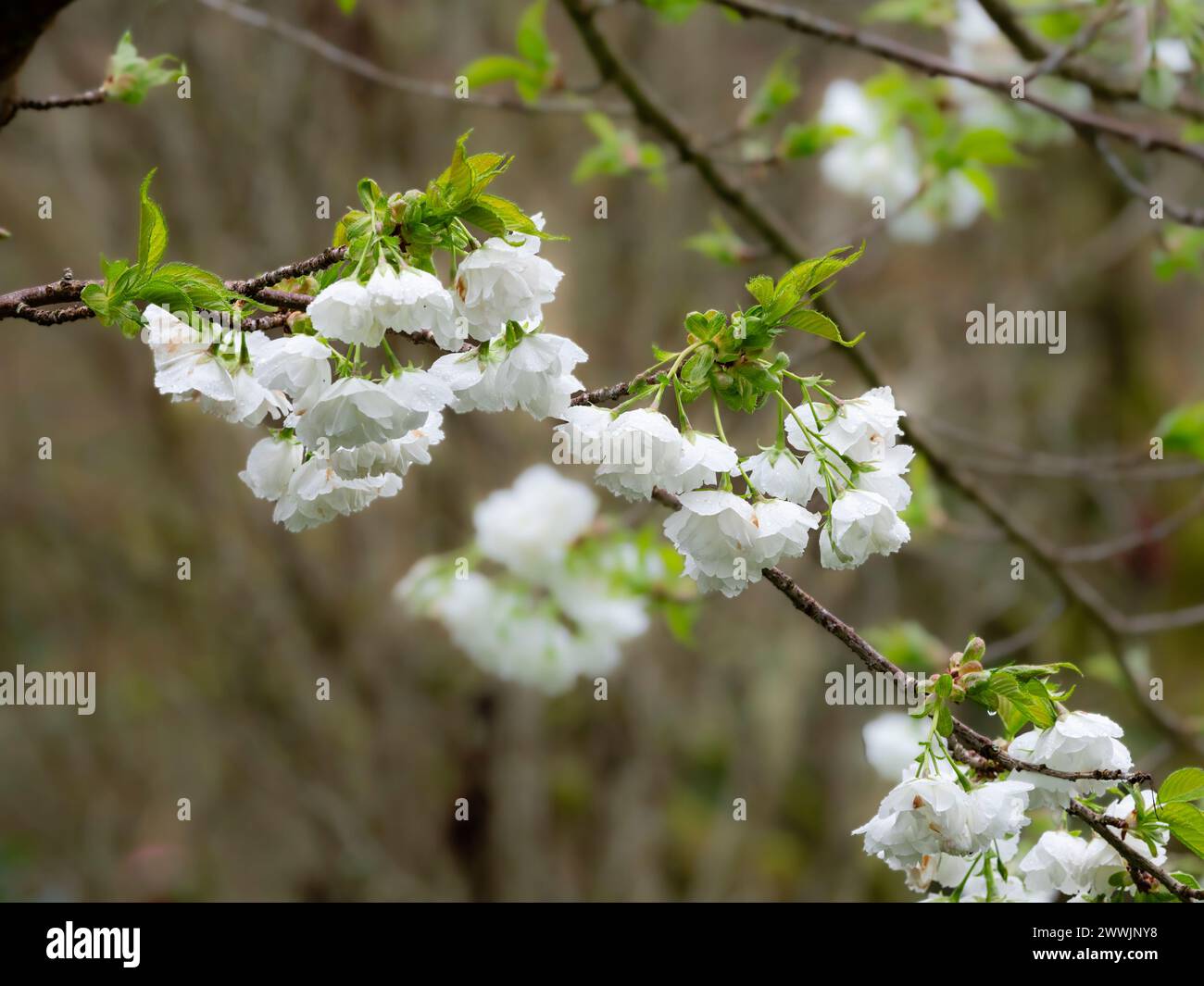 Fleur printanière blanche du cerisier japonais à floraison printanière précoce, Prunus 'Shirotae' Banque D'Images