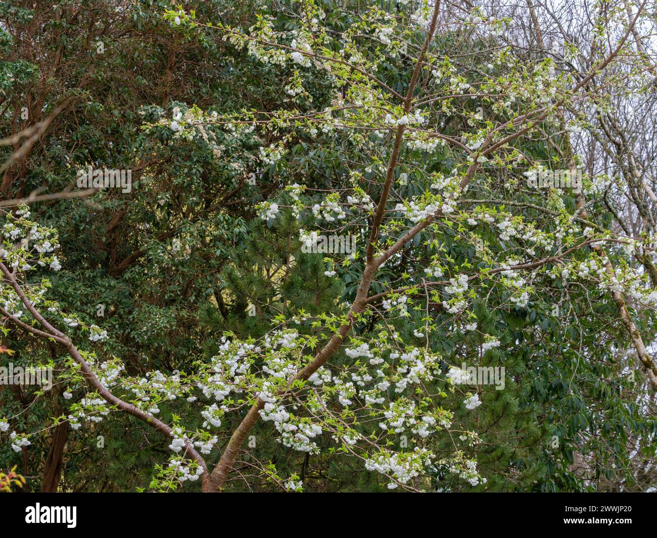 Fleur printanière blanche du cerisier japonais à floraison printanière précoce, Prunus 'Shirotae' Banque D'Images