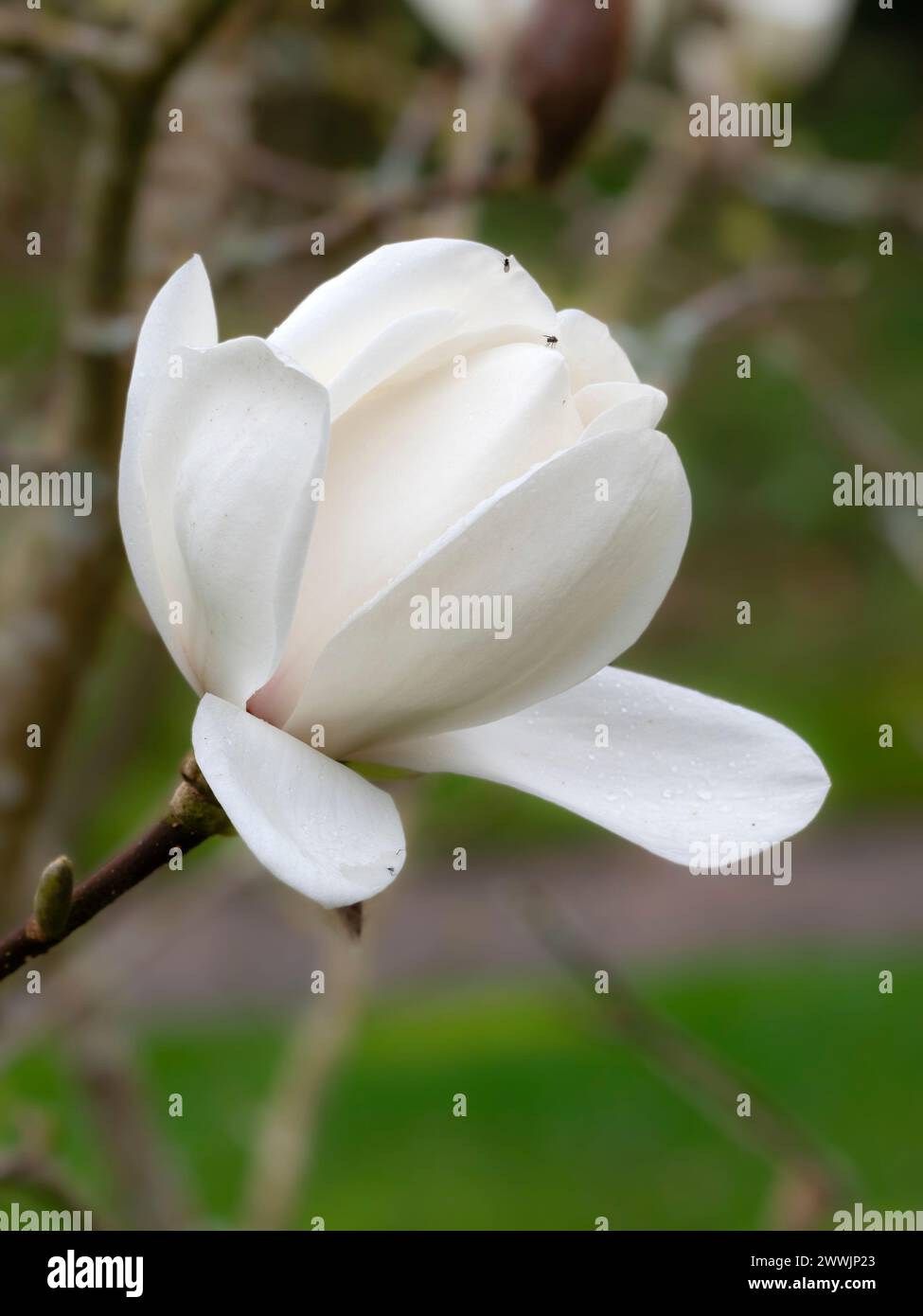 Grandes fleurs blanches en forme de bol de l'arbre à feuilles caduques robuste à floraison précoce, Magnolia 'David Clulow' Banque D'Images