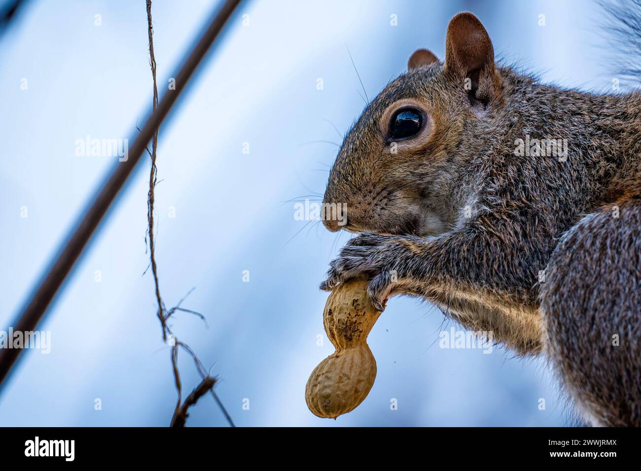Gros plan d'un écureuil américain Banque D'Images