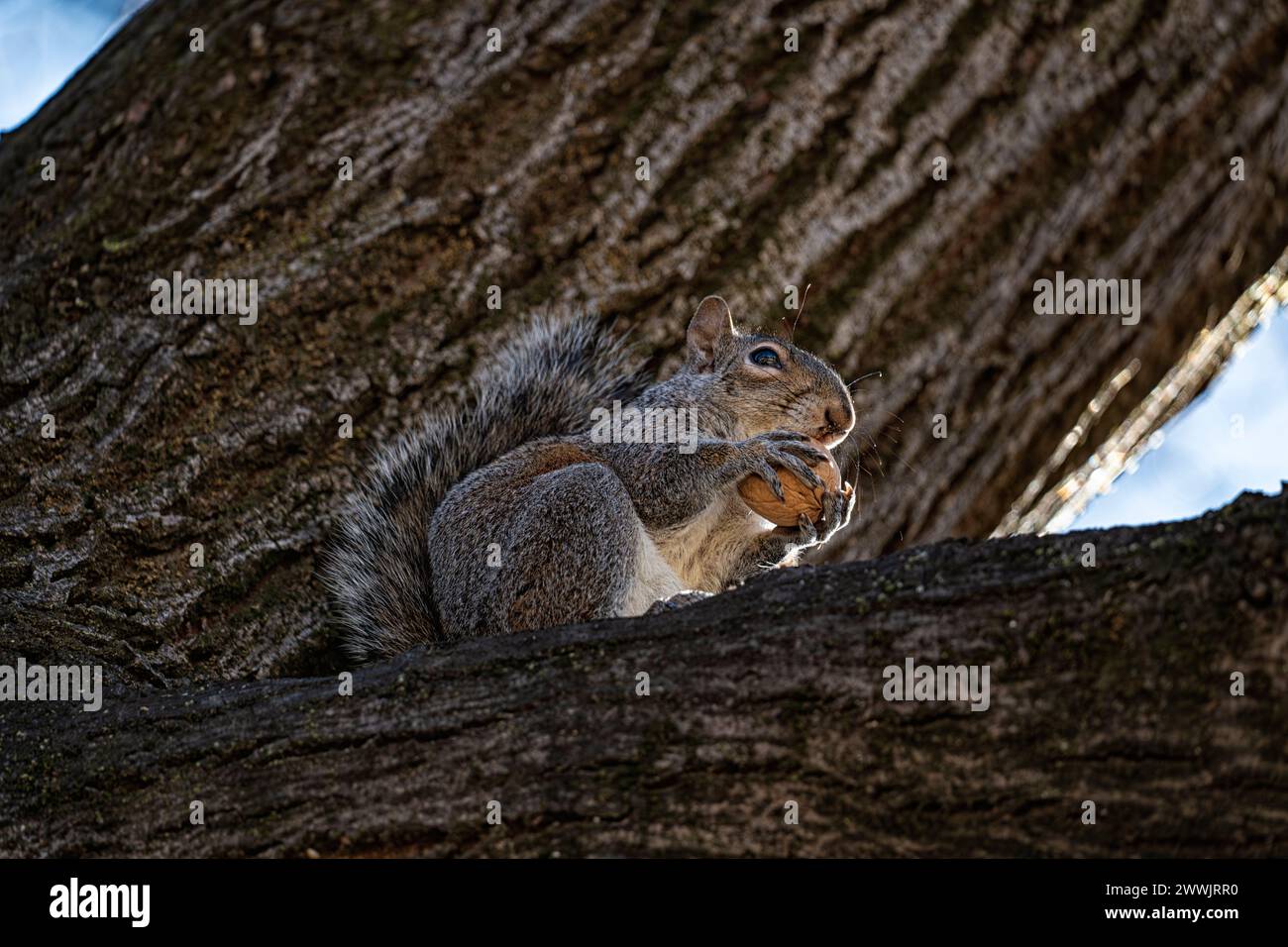 Gros plan d'un écureuil américain Banque D'Images