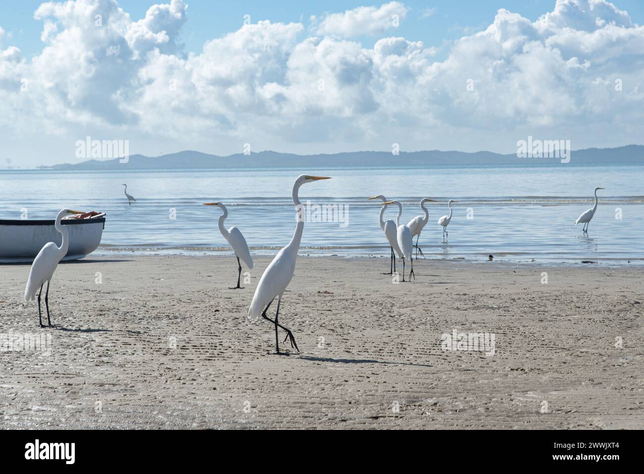 Plusieurs hérons blancs sur le bord d'une plage. Oiseau de mer à la recherche de nourriture. Banque D'Images